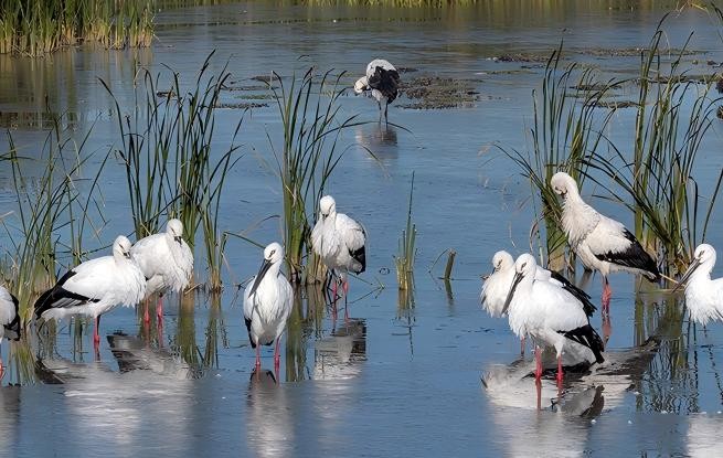 遼寧康平：東方白鸛飛抵臥龍湖濕地
